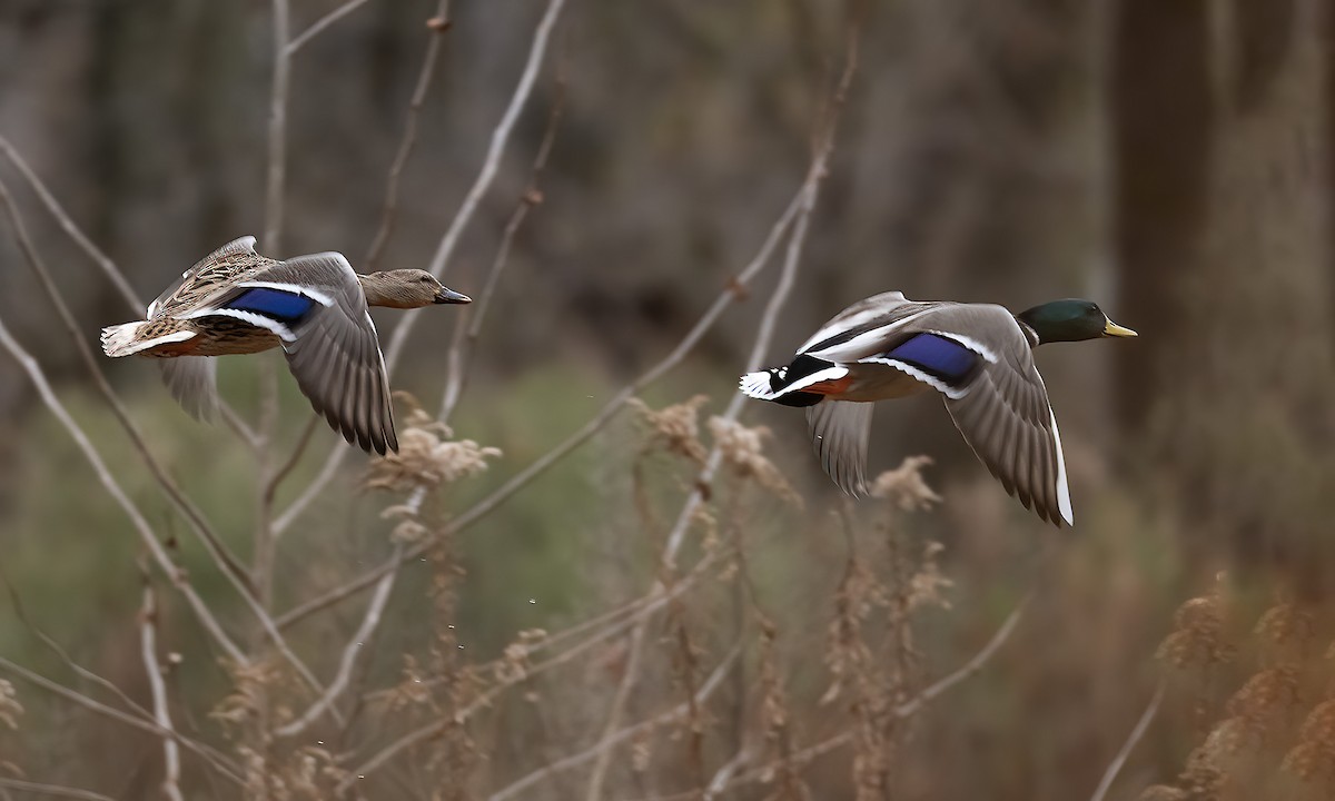 Mallard - ML646531612