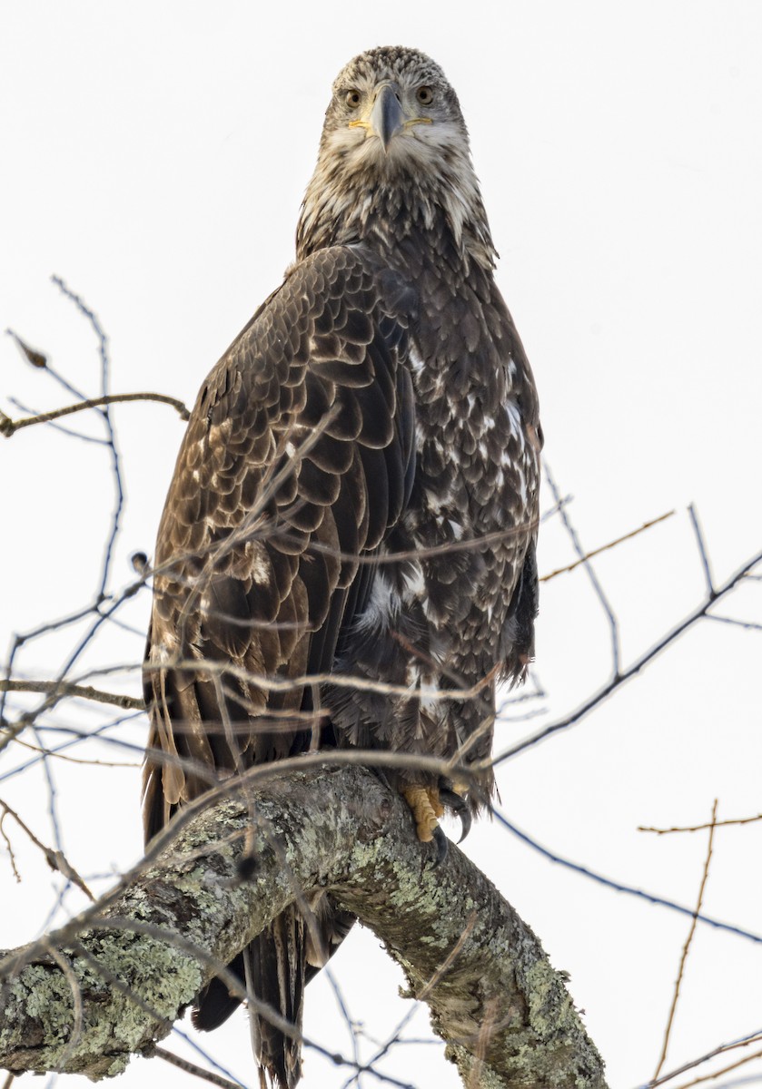 hvithodehavørn - ML646531613