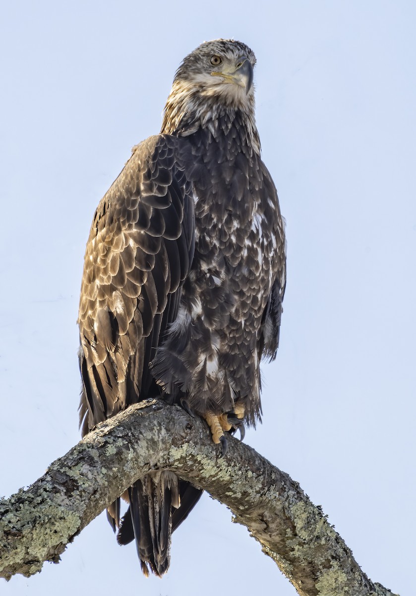 hvithodehavørn - ML646531614