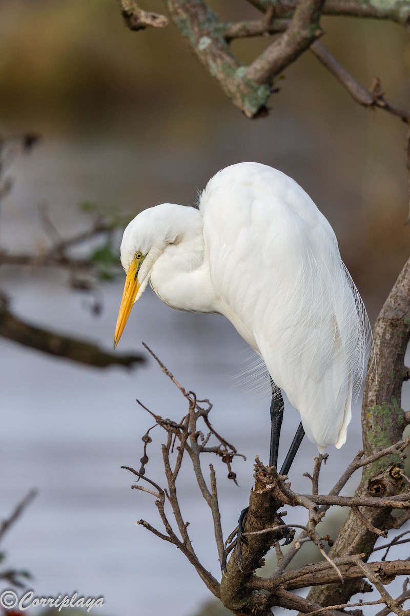 Büyük Ak Balıkçıl - ML646531615