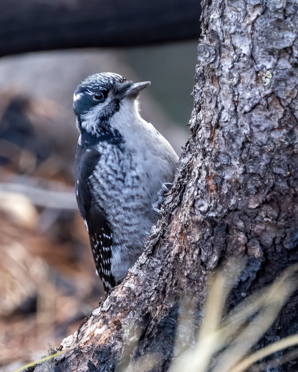 Amerika Üç Parmaklı Ağaçkakanı - ML646531617