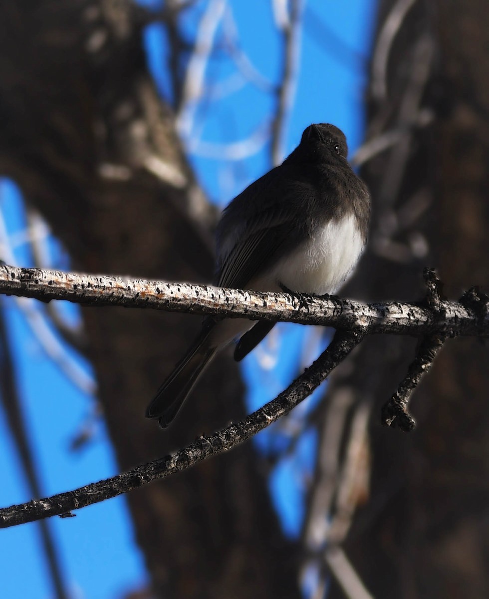 Black Phoebe - ML646531619