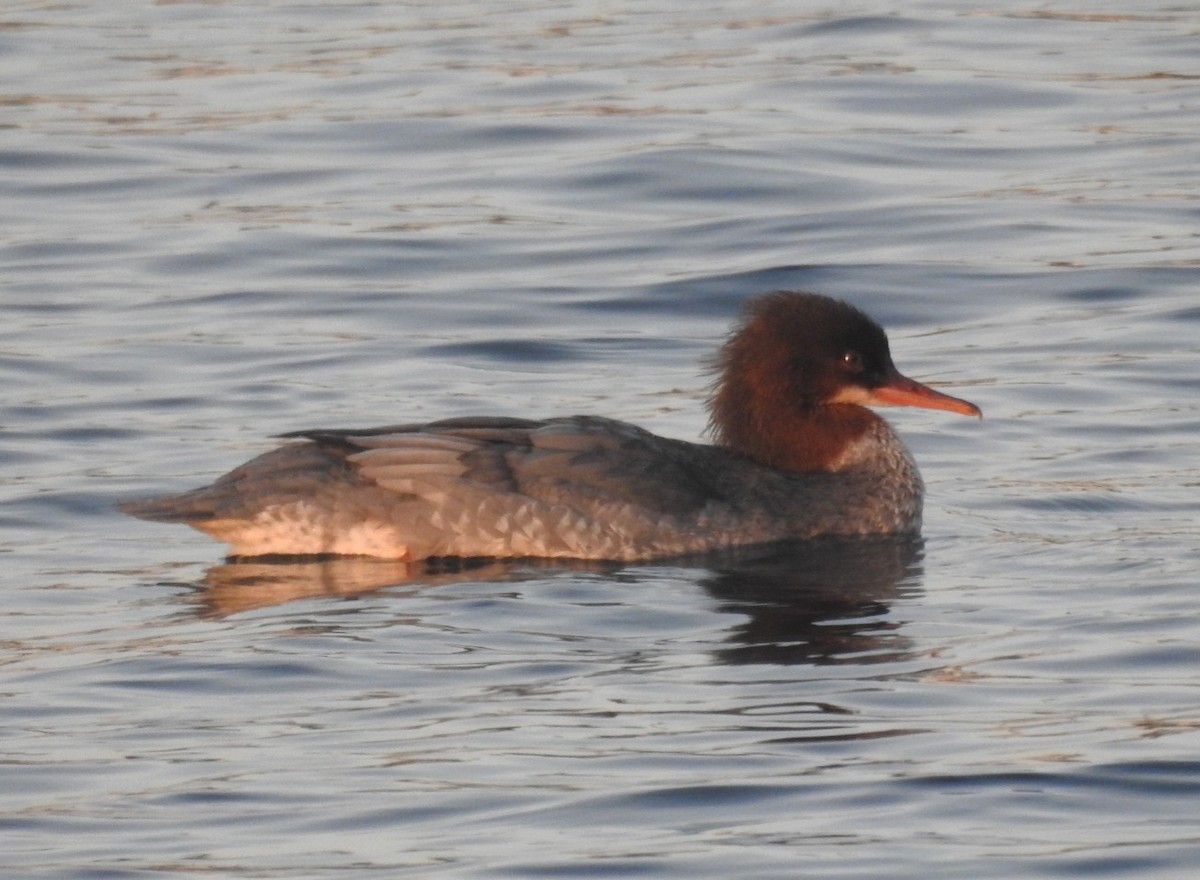 Common Merganser - ML646531623