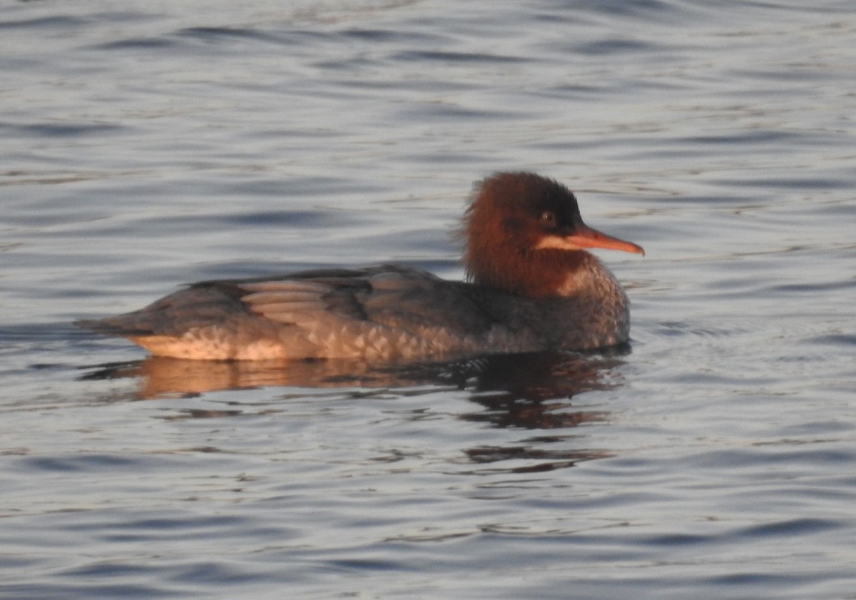 Common Merganser - ML646531624