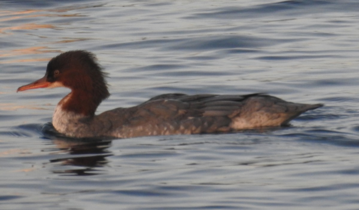 Common Merganser - ML646531625