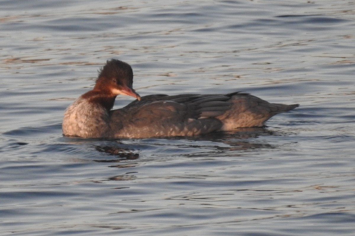 Common Merganser - ML646531626