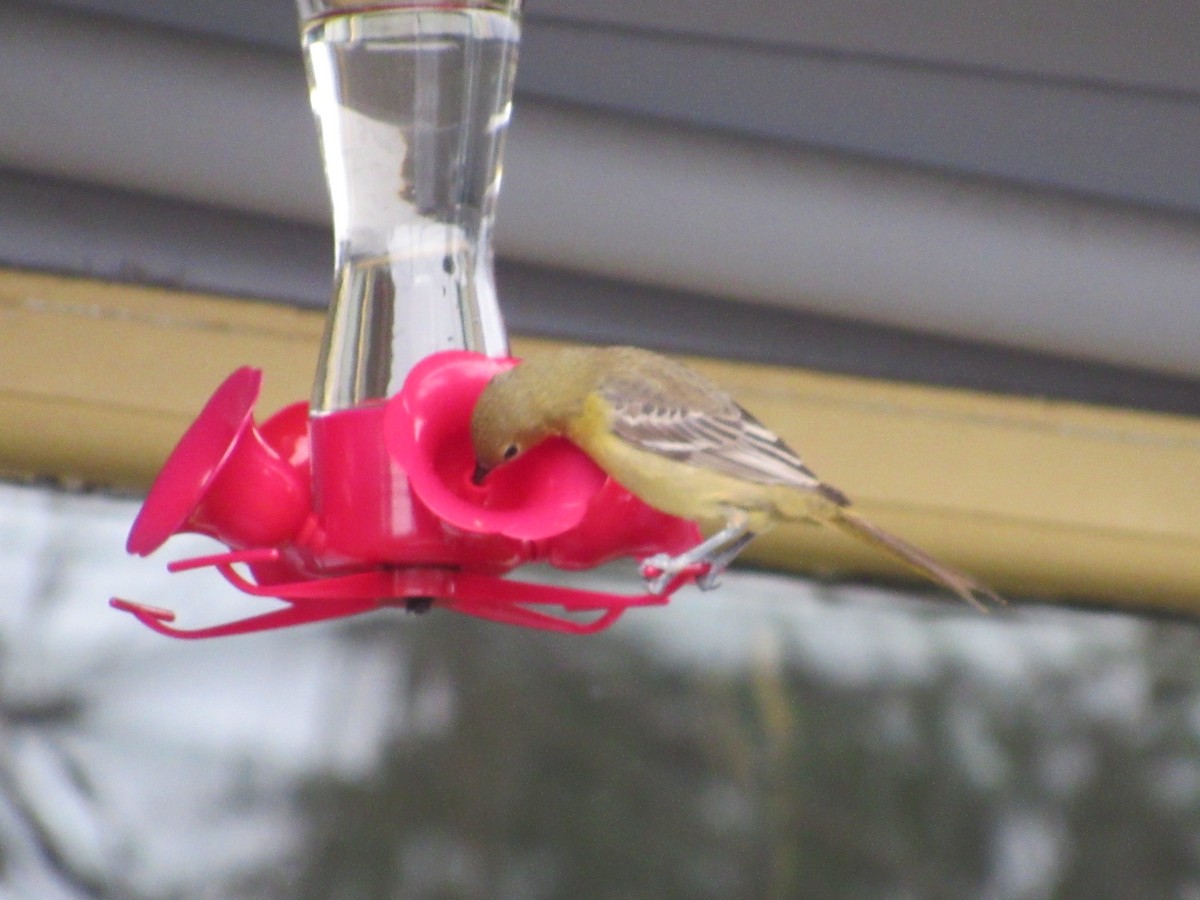 Hooded Oriole - ML646531627