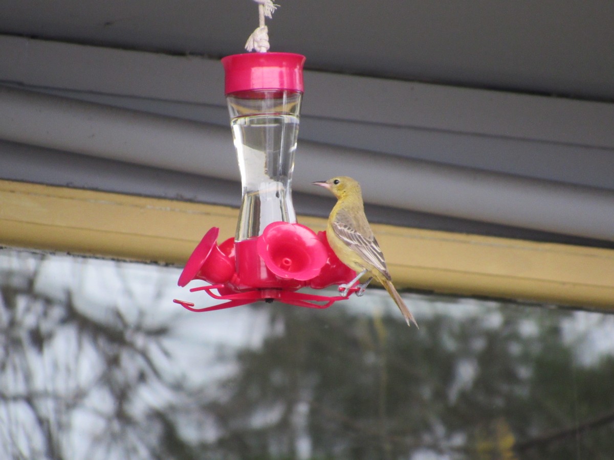 Hooded Oriole - ML646531628