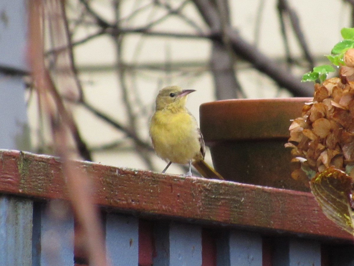 Hooded Oriole - ML646531629