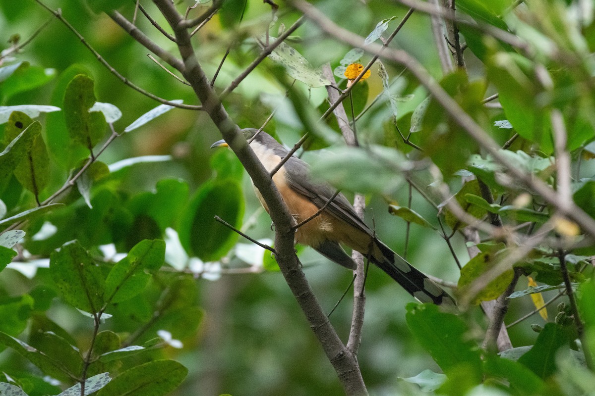 Mangrove Cuckoo - ML646531630