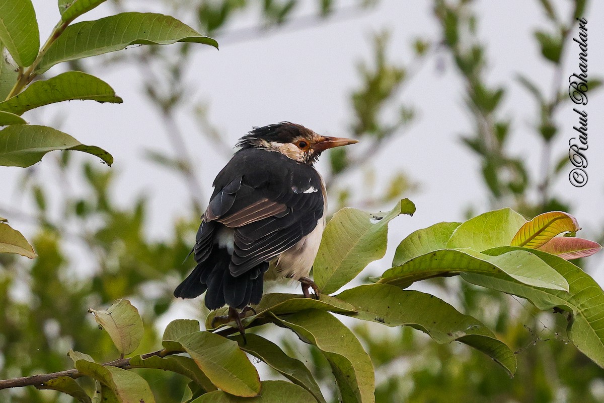 印度鵲椋鳥 - ML646531632