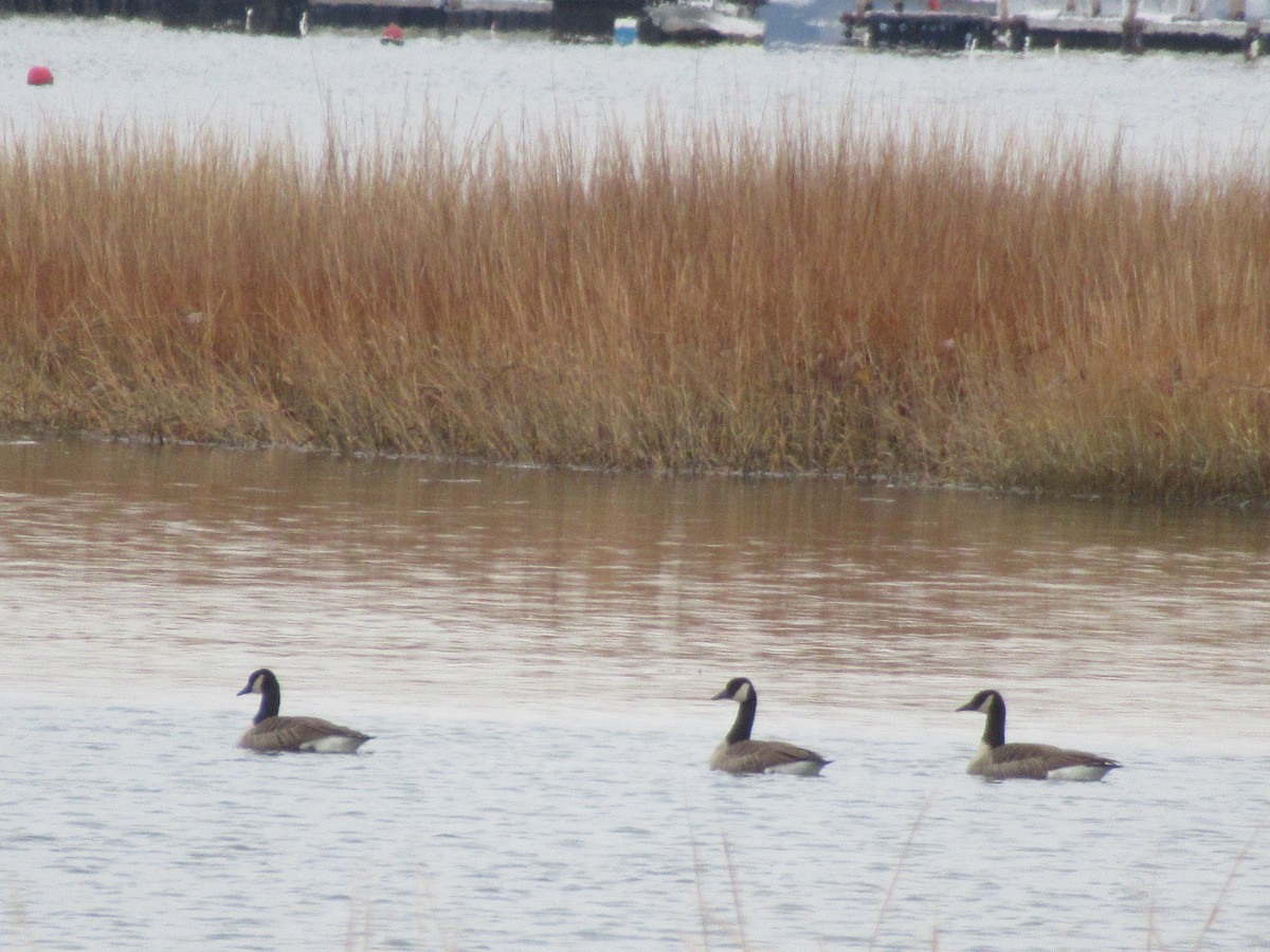 Kanadagans - ML646531634