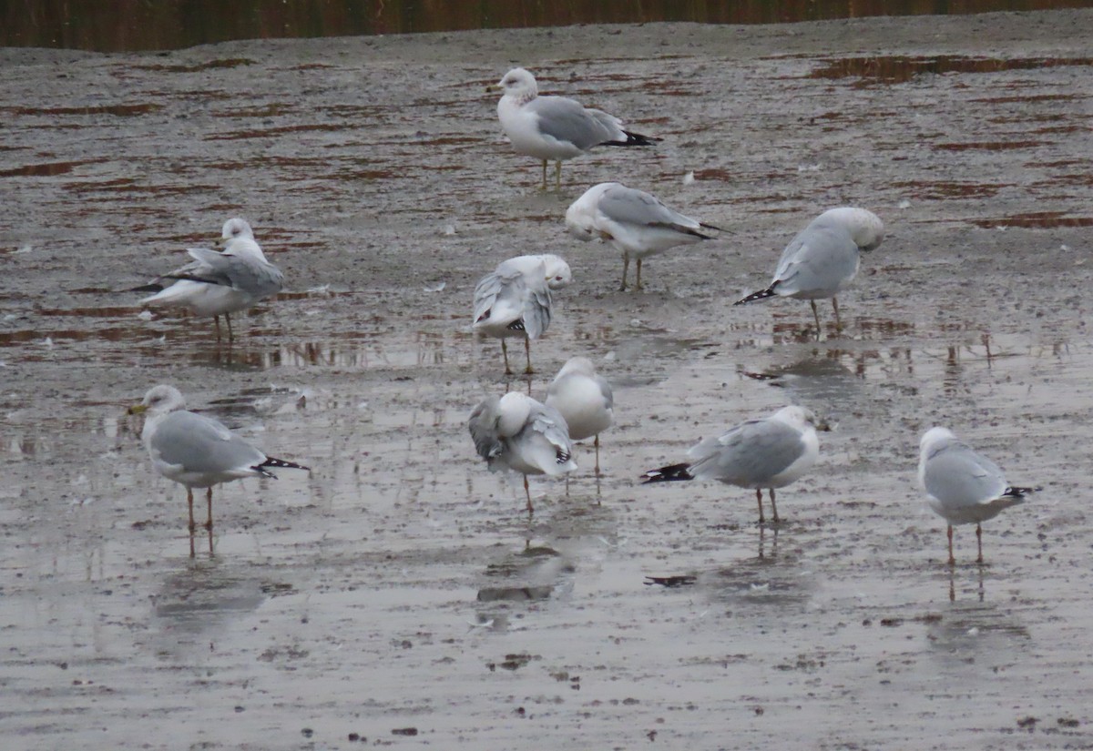 Ring-billed Gull - ML646531636