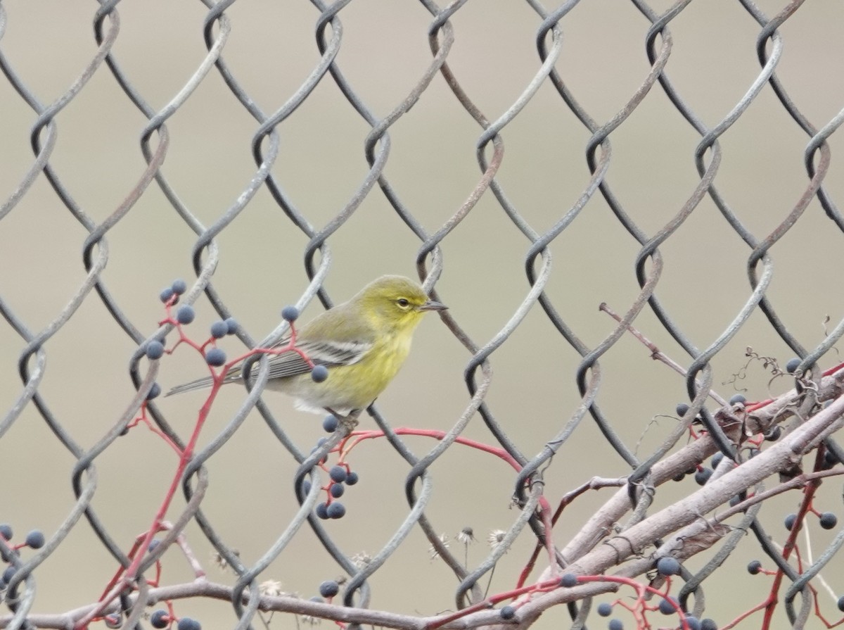 Pine Warbler - ML646531637