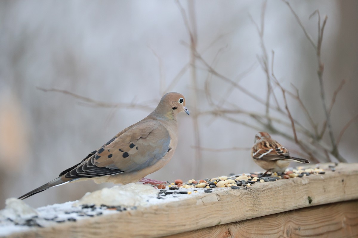 Mourning Dove - ML646531638