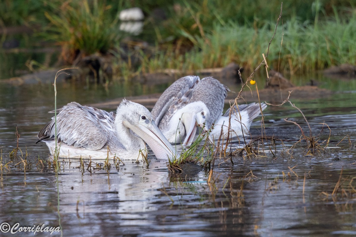 Küçük Pelikan - ML646531639