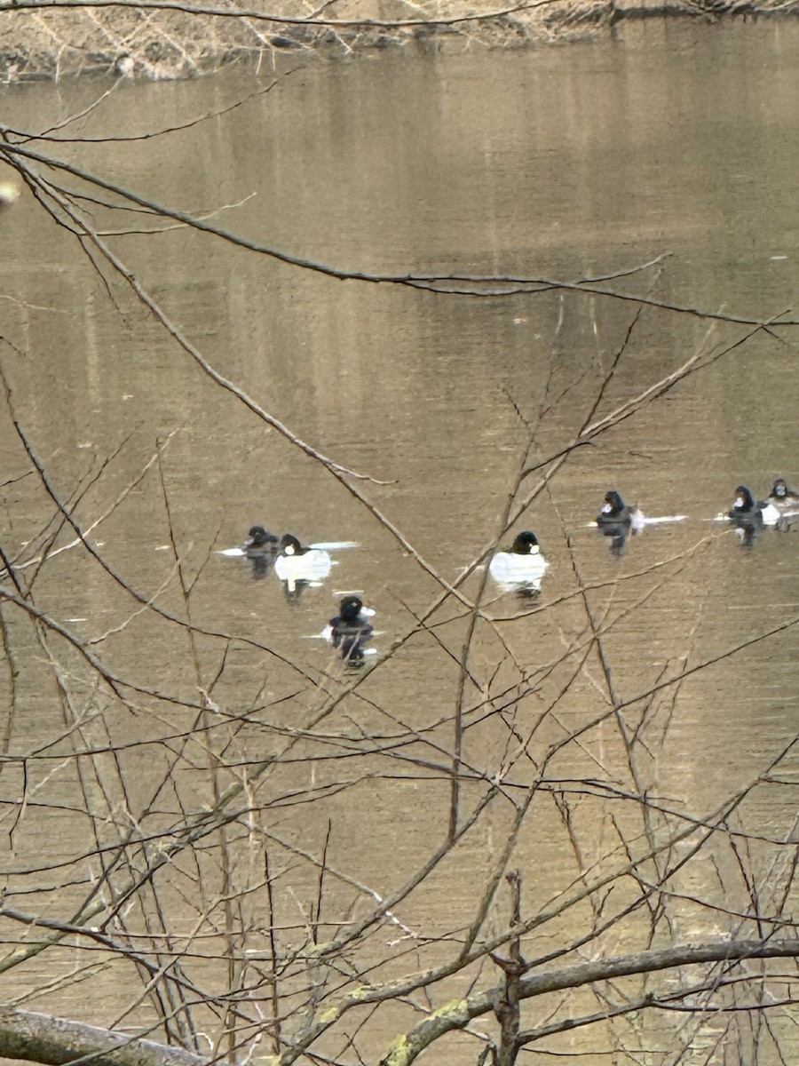 Common Goldeneye - ML646531642