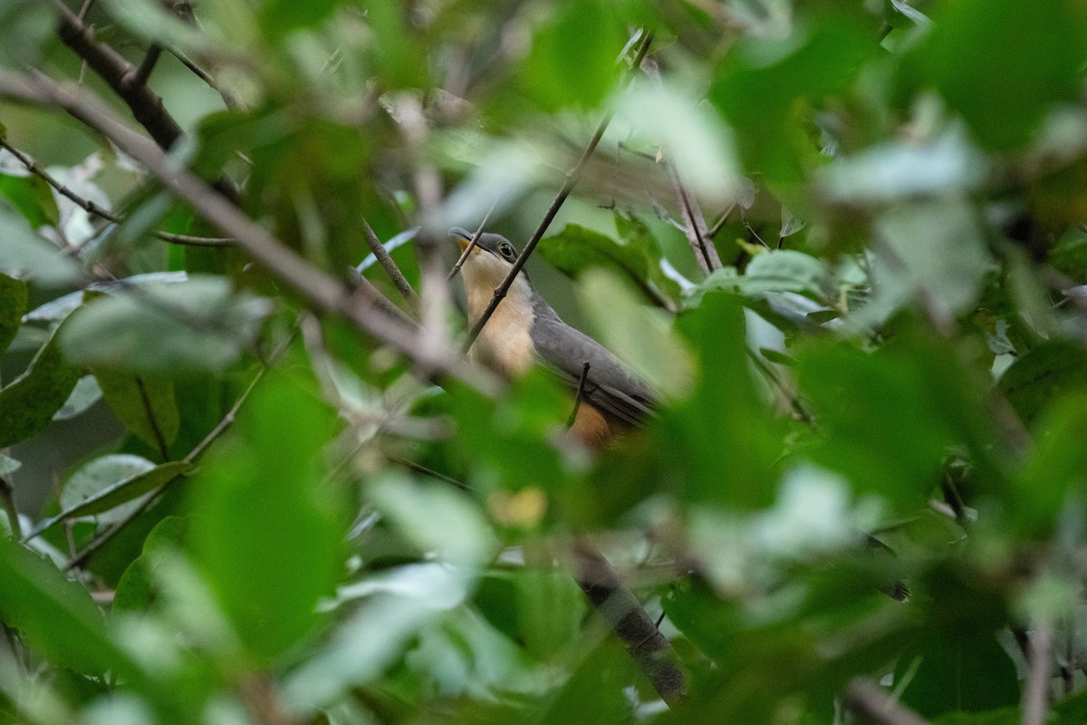 Mangrove Cuckoo - ML646531644