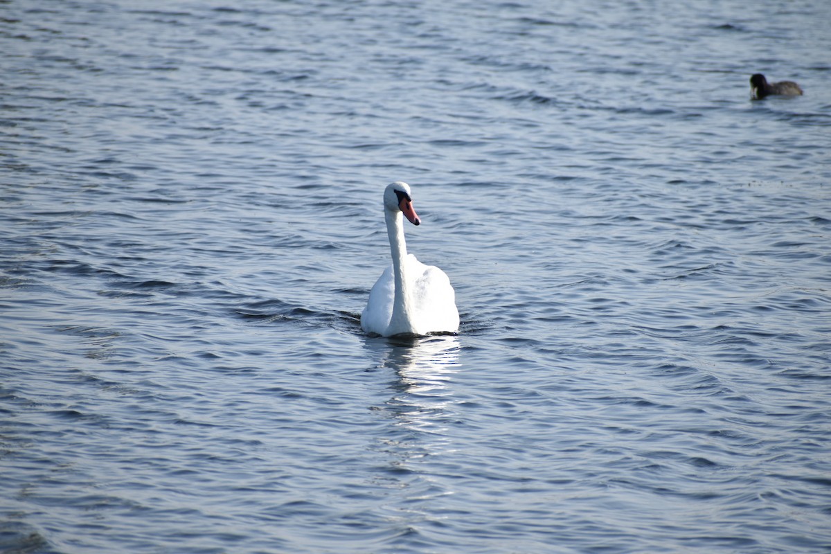 Хуруут хун - ML646531648