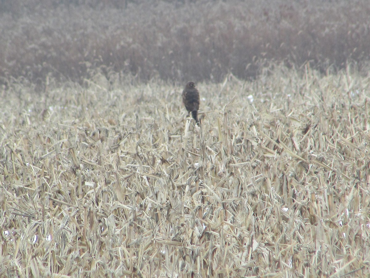 Busard des marais - ML646531651