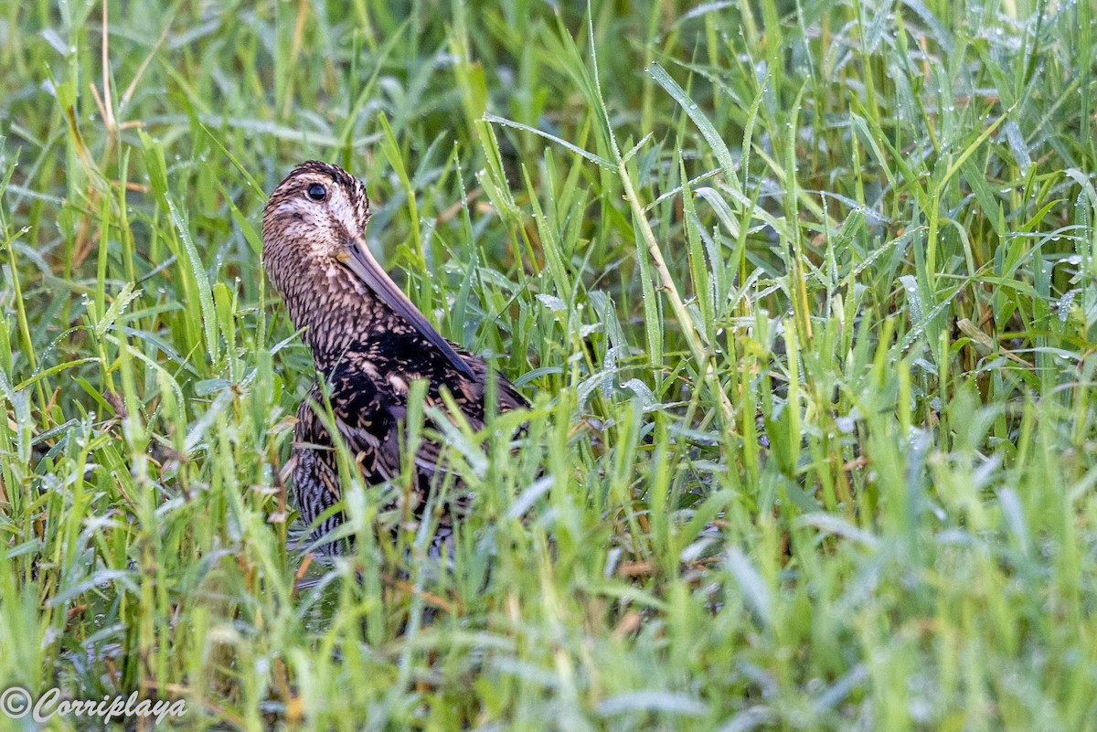 Suçulluğu - ML646531654