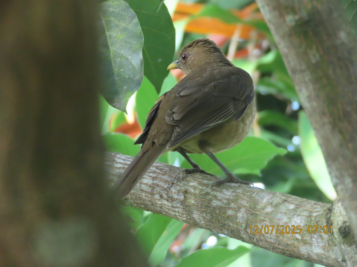 drozd hnědý - ML646531657