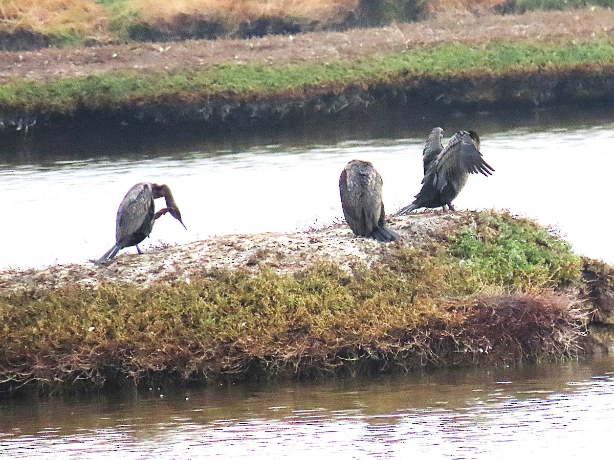 Double-crested Cormorant - ML646531658