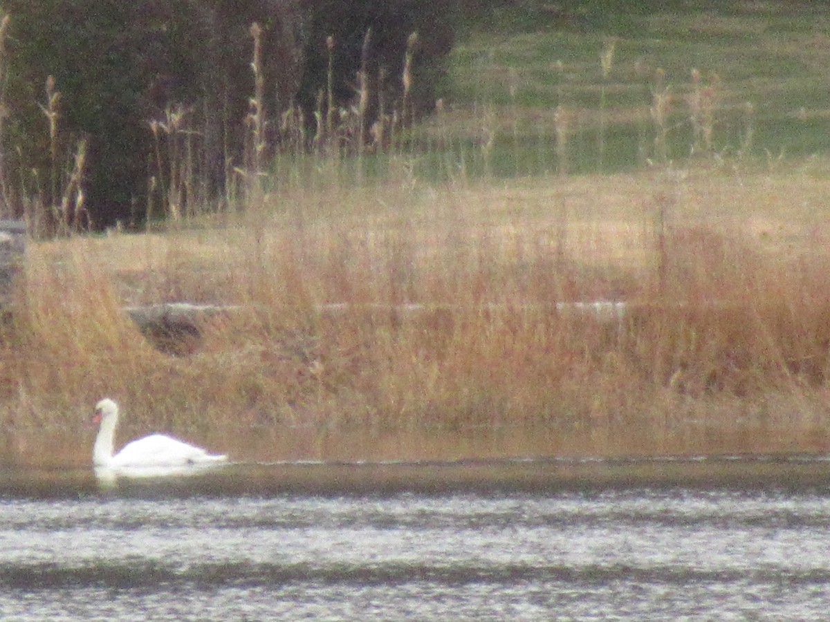 Höckerschwan - ML646531659