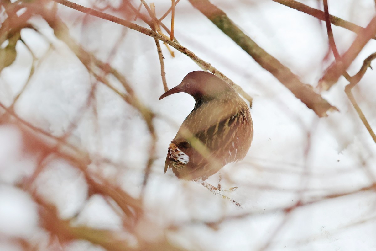 Virginia Rail - ML646531661