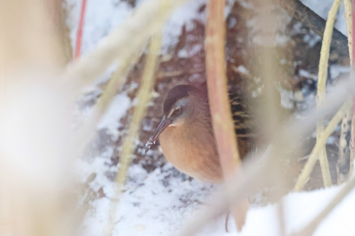 Virginia Rail - ML646531662