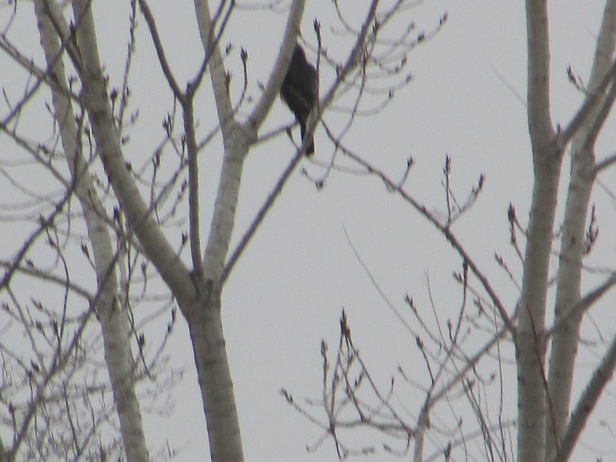 Épervier de Cooper - ML646531665