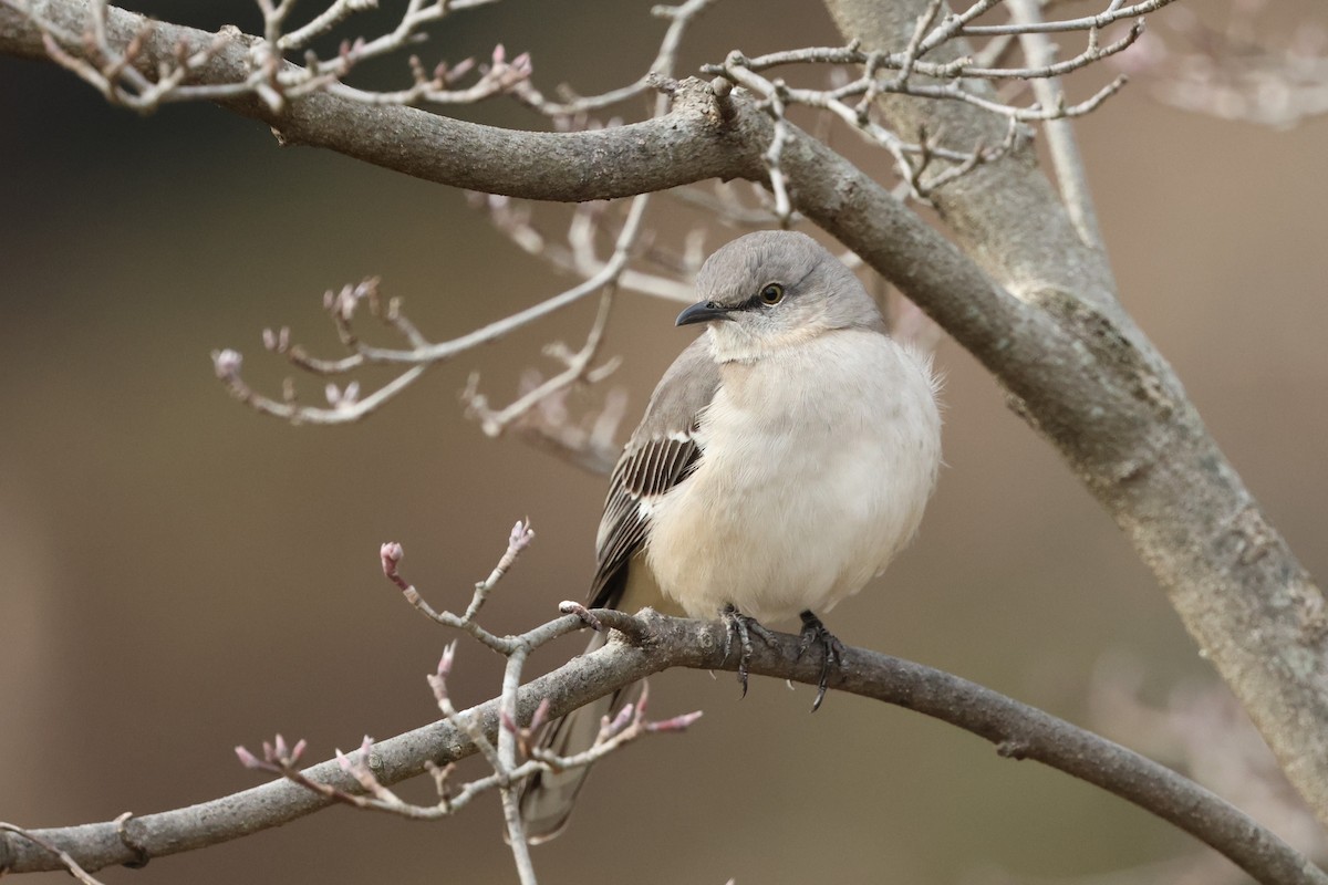 Northern Mockingbird - ML646531666
