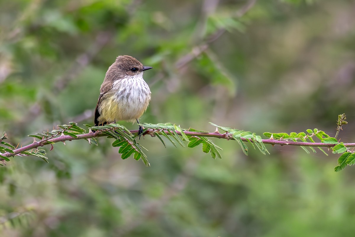 ベニタイランチョウ - ML646531668