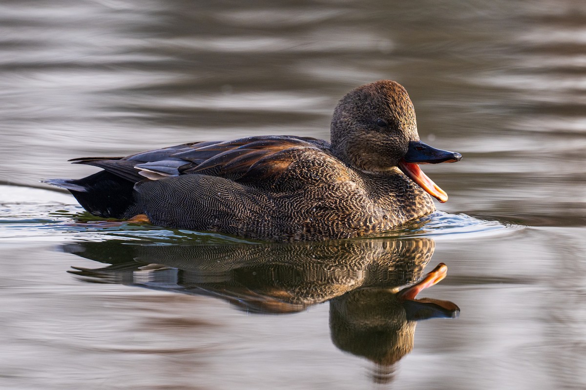Gadwall - ML646531674