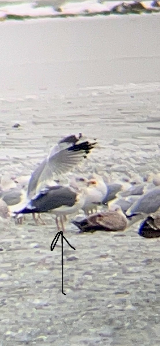 Lesser Black-backed Gull - ML646531678