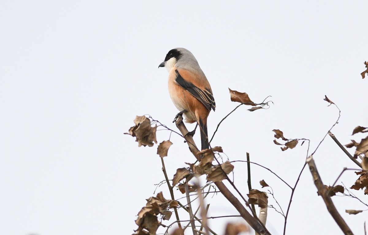 Alcaudón Schach - ML646531681