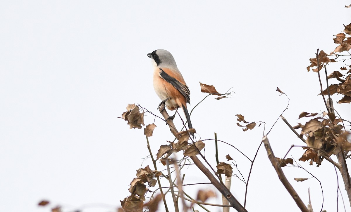 Alcaudón Schach - ML646531682