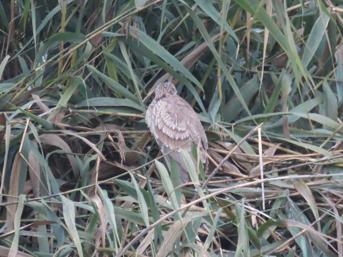 Black-crowned Night Heron - ML646531686