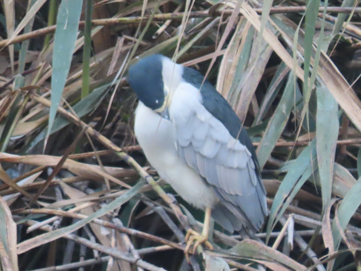 Black-crowned Night Heron - ML646531687