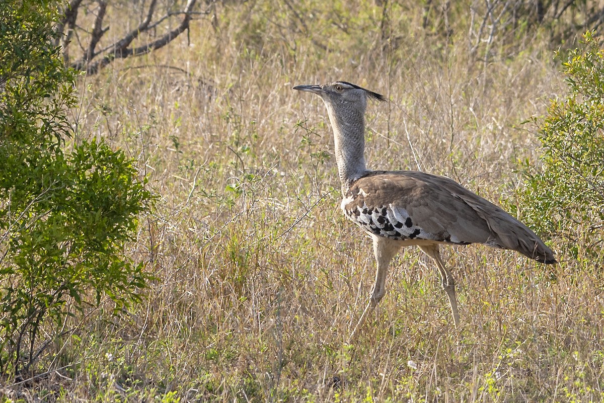 Kori Bustard - ML646531692