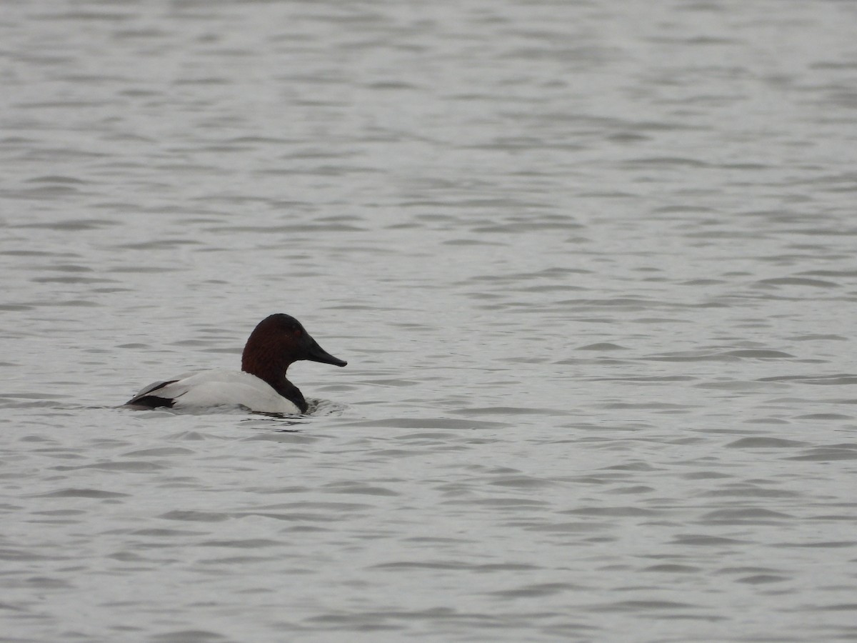 Canvasback - ML646531693