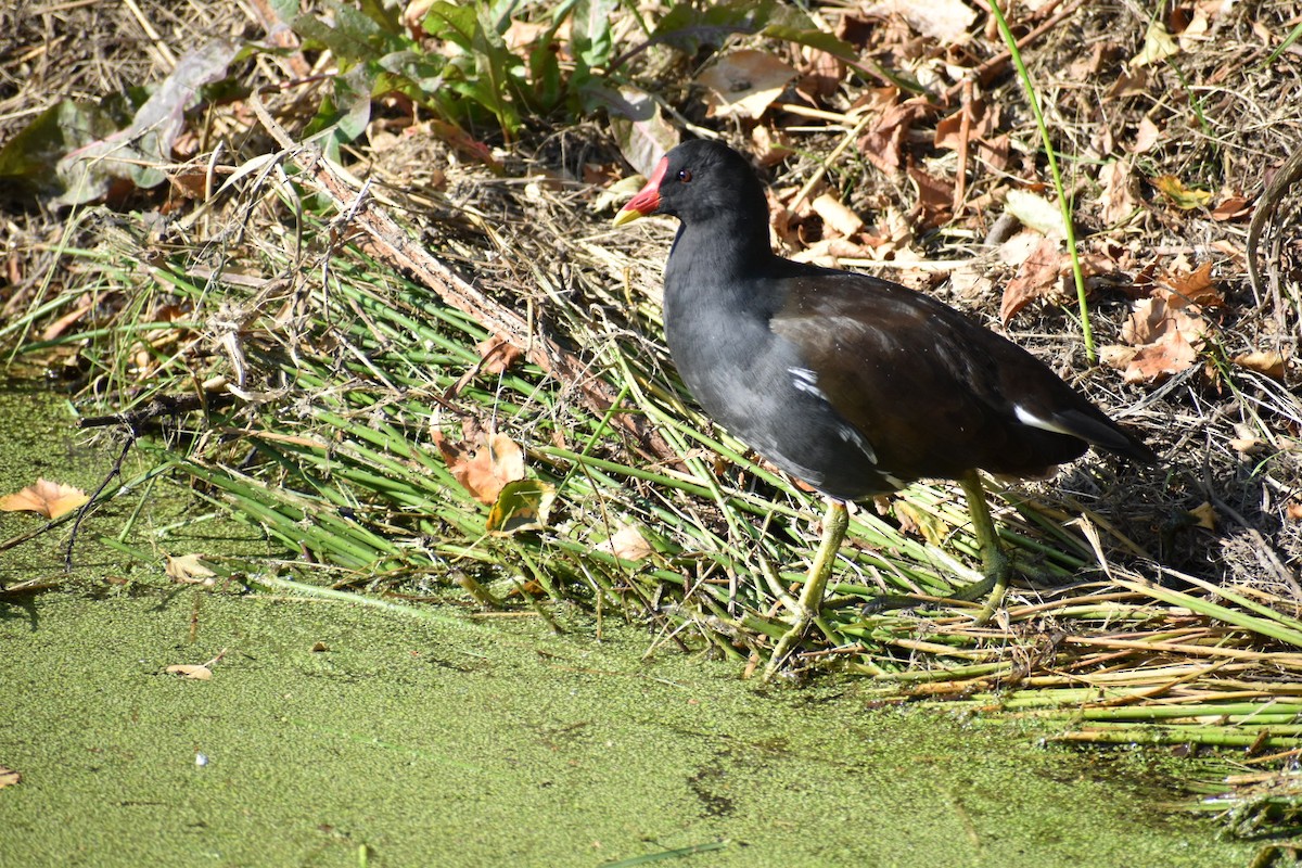 Хажилгат түнжүүр - ML646531697