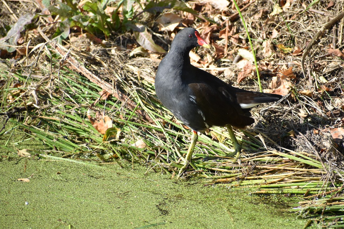 Хажилгат түнжүүр - ML646531698