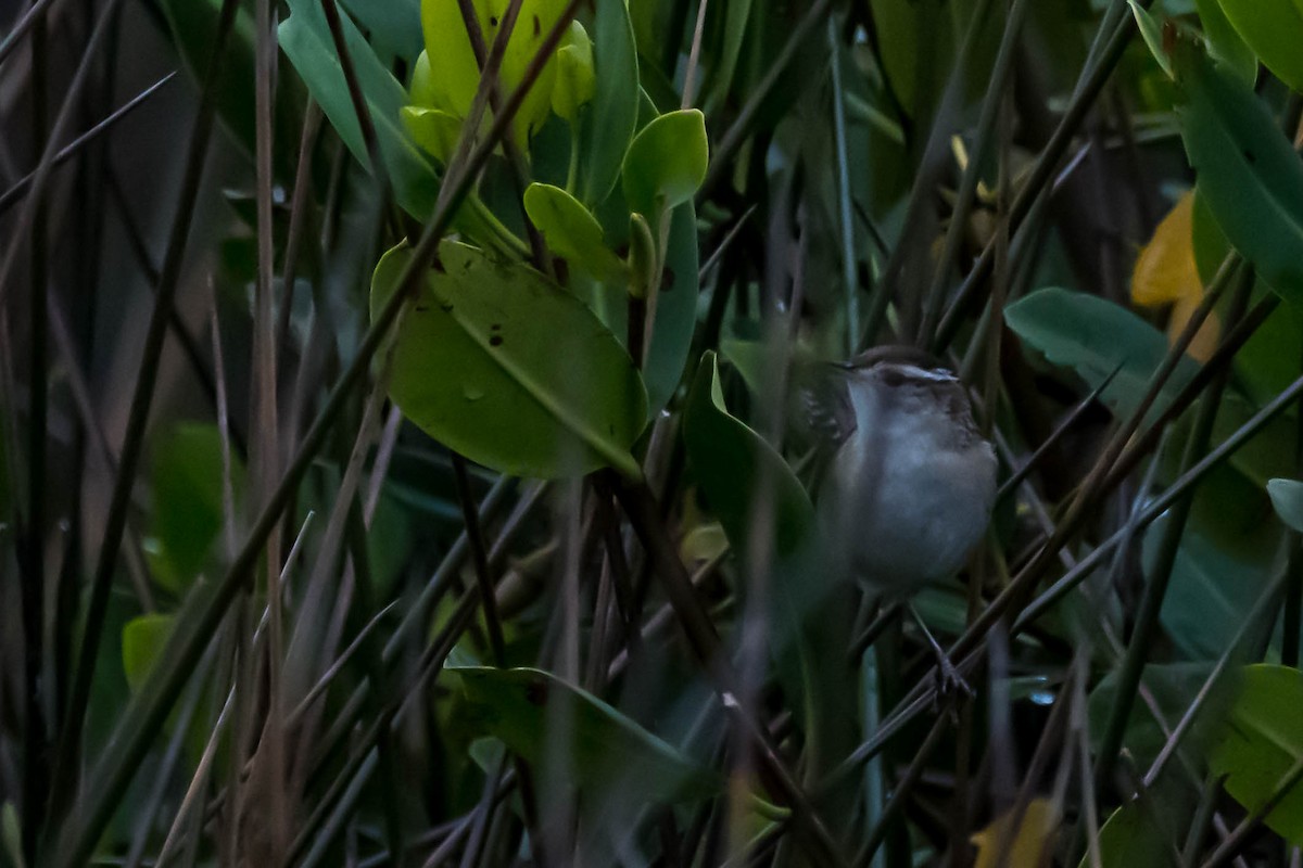 Marsh Wren - ML646531700