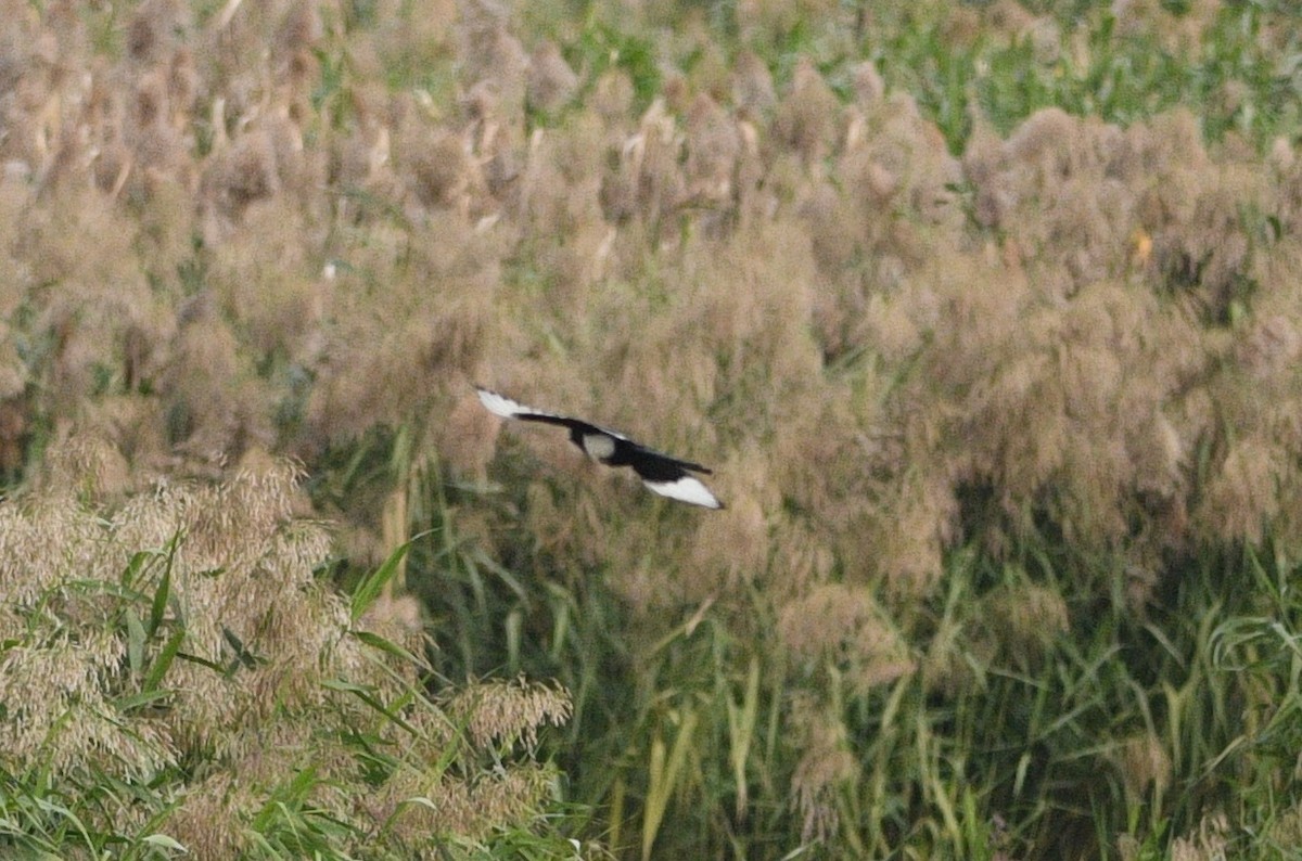 Orientelster - ML646531705