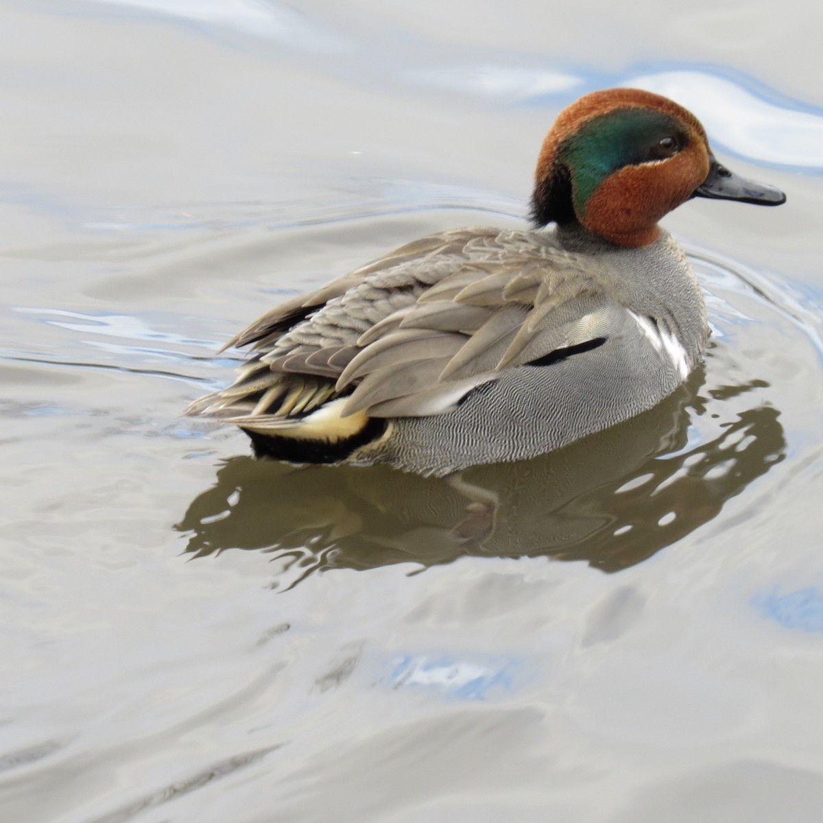 Green-winged Teal - ML64653171