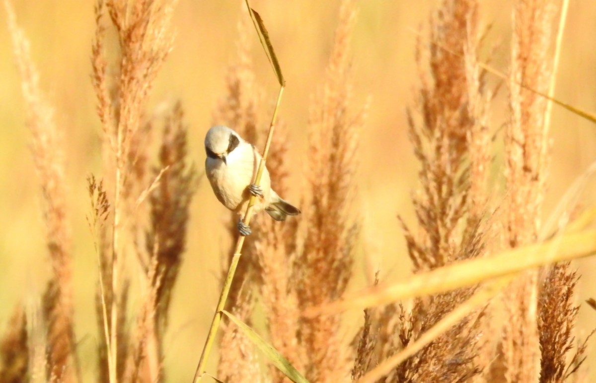 Eurasian Penduline-Tit - ML646531712
