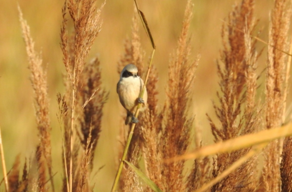 Eurasian Penduline-Tit - ML646531713