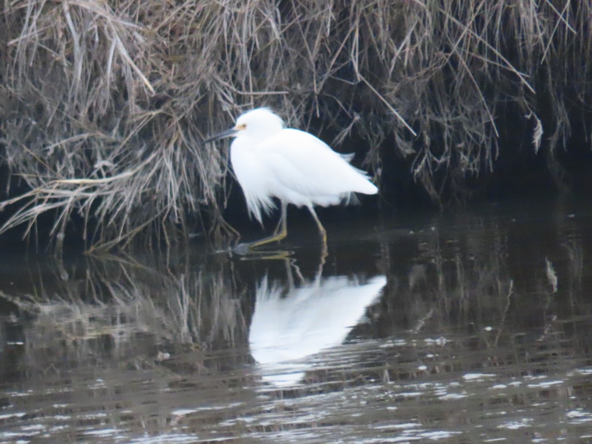 Snowy Egret - ML646531720