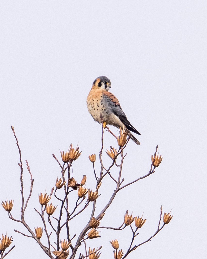 American Kestrel - ML646531725